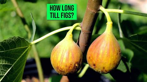 How Long For A Fig Tree To Bear Fruit: A Complete Guide