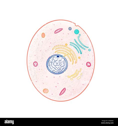 Simple Eukaryotic Cells