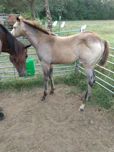 AQHA Sooty Buckskin Roan Filly
