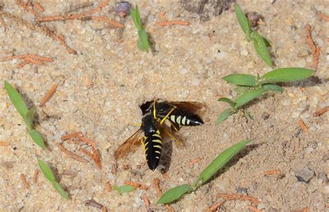 Honey Bee Nest In Ground
