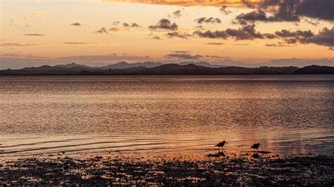 Download wallpaper 2560x1440 shore, lake, birds, mountains, twilight ...