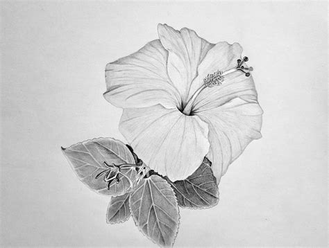 Hibiscus Flower Drawing Images