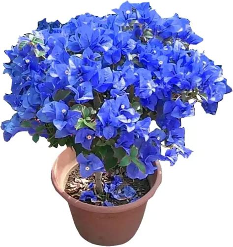 Amazon.com : Blue Bougainvillea Spectabilis Seeds Vibrant and Showy ...