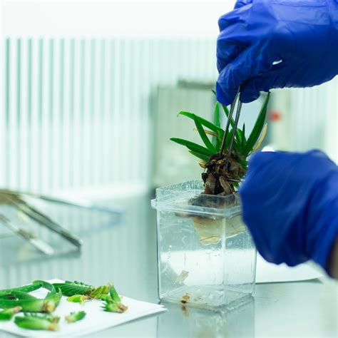 Plant Tissue Culture - AirClean Systems