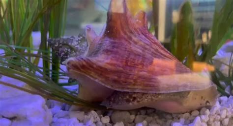 Shell Types 的图像结果