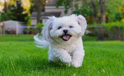 How to Introduce New Toys to Your Dogs? – Foodie Puppies