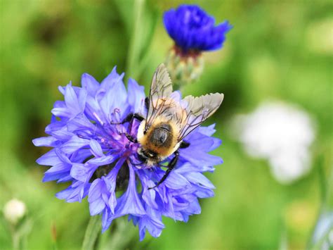 Flower-Woodbury, CT | Southbury Public Library