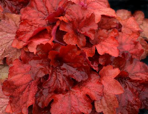 Heuchera ‘Fire Alarm’ | TERRA NOVA® Nurseries, Inc.