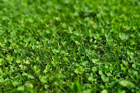 Microclover Lawn 的图像结果