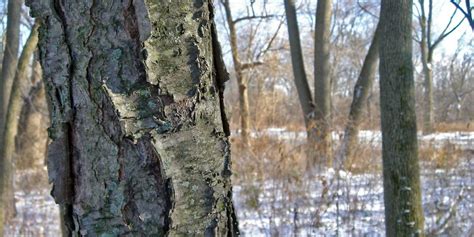 Winter Tree ID, Fairview Farm Wildlife Preserve, Larger Cross Road ...