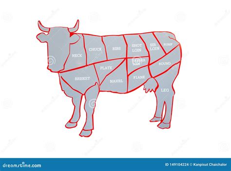 Cow and Cut of Beef or Beef Chart. Diagram of Different Parts of a Cow ...
