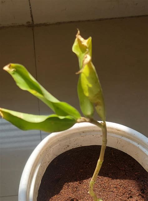 Costus igneus insulin plant (Pack of 1 Live plant) : Amazon.in: Garden ...