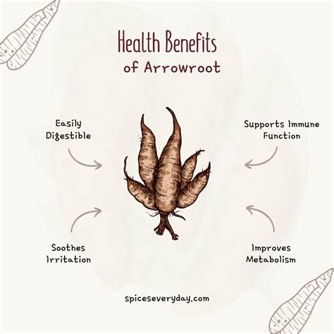 Arrowroot Powder Benefits