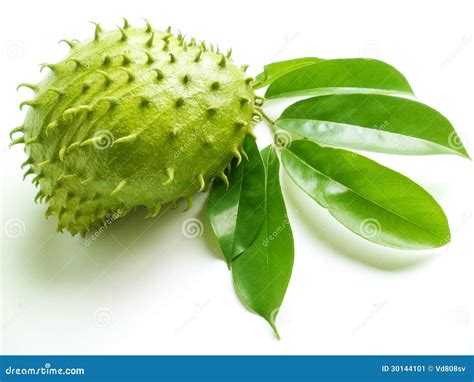 Soursop (Annona muricata) stock image. Image of medicinal - 30144101
