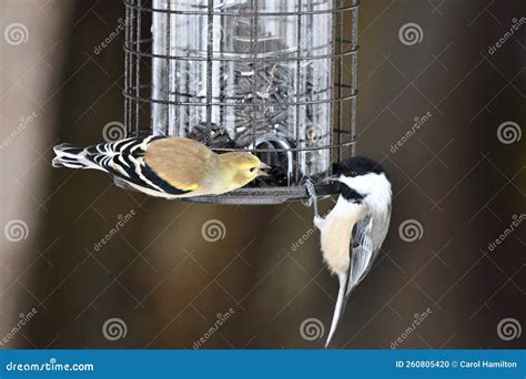 American Goldfinch and a Black Capped Chickadee at Bird Feeder Stock ...