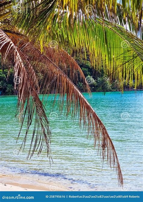 泰国海滩热带景点 库存照片. 图片 包括有 本质, 热带, 反映, 阳光, 绿色, 海运, 密林, 叶子 - 258795616