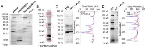 Genotype-Specific Activation of Autophagy during Heat Wave in Wheat