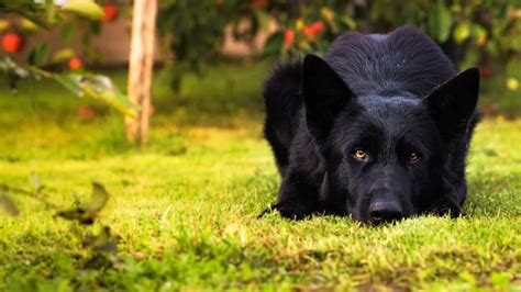 Black German Shepherd Animal Facts - Canis lupus familiaris - A-Z Animals