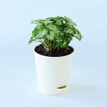 UGAOO Betel Leaf Magai Paan Plant with Self Watering Pot: Amazon.in ...