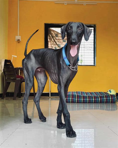 22 Indian Dog Breeds That Will Surprise You