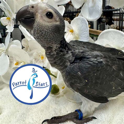 Baby Timneh African Grey Available at Parrot Stars!