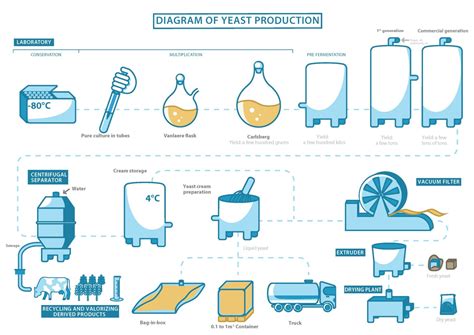 Science of Yeast: How Yeast Is Made and Works | Red Star® Yeast