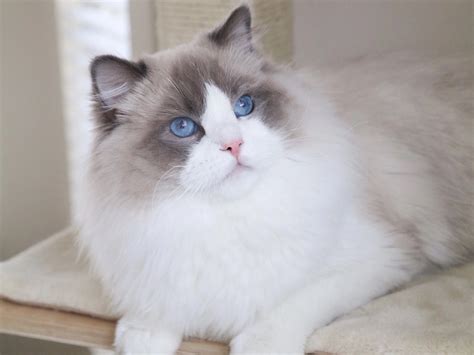 The Blue Bicolor Ragdoll — Ragdoll Kittens For Sale | Ragdoll Breeder