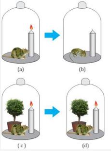 With the help of a diagram explain the experiment conducted by Joseph ...