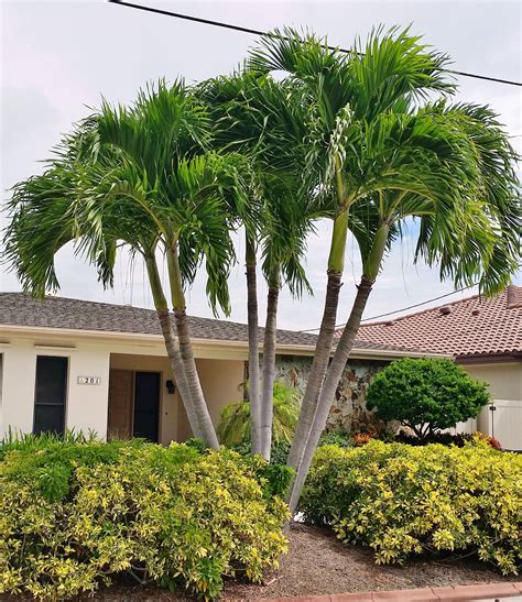 Types Of Palm Plants Outdoor at Kaitlyn Maund blog