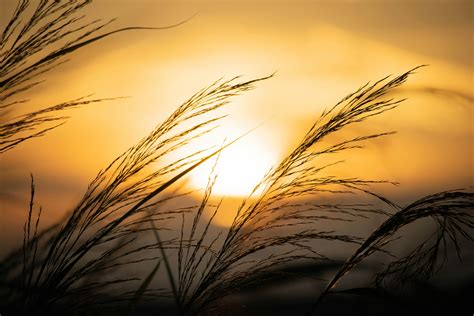 Green Screen Background for Zoom 的图像结果