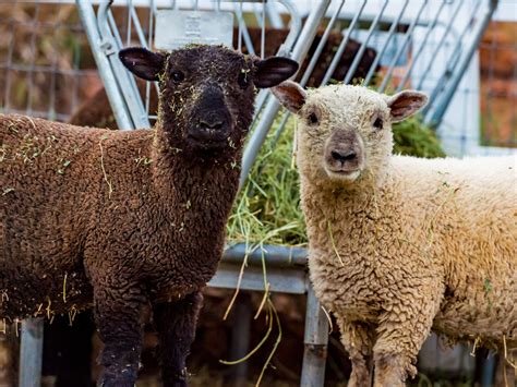 Holmstead Ranch Resort