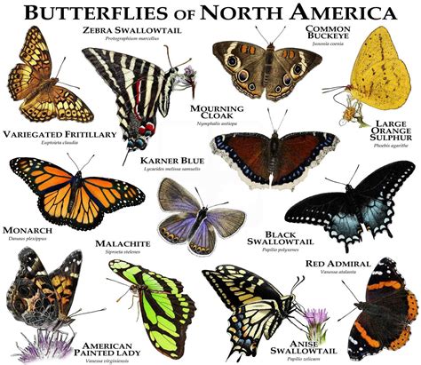 Butterflies Types And Names at Dollie Guth blog