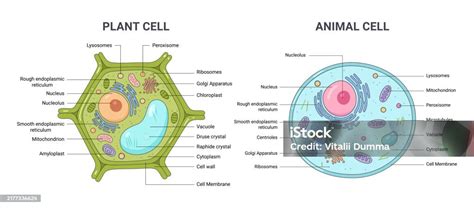 Cellular Structure 的图像结果