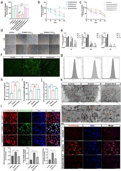 Elabela: Negative Regulation of Ferroptosis in Trophoblasts via the ...