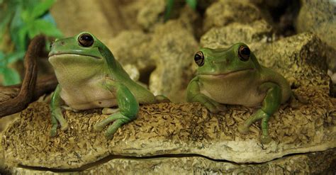 Australian Green Tree Frog - Ausemade