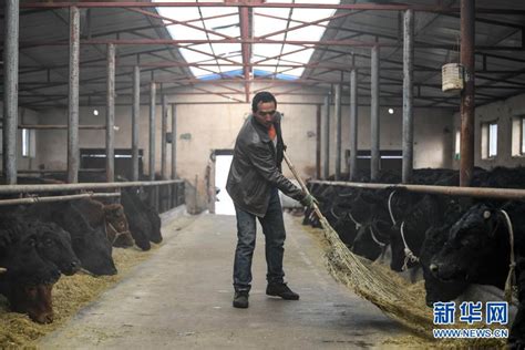 现在牛犊多少钱批发价格 山东 牛-食品商务网