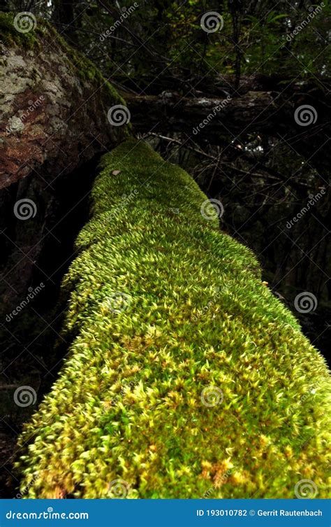 Mosses are a Phylum of Non-vascular Plants Stock Photo - Image of rain, environment: 193010782