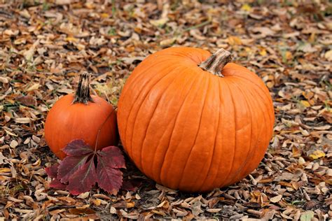 Two Pumpkins In Autumn Leaves Free Stock Photo - Public Domain Pictures
