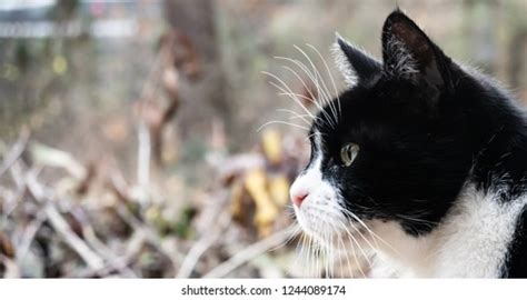 Image result for No Code Development