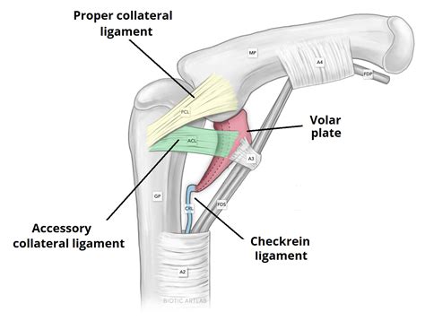 The Proximal Interphalangeal Joint - Articulation - TeachMeAnatomy