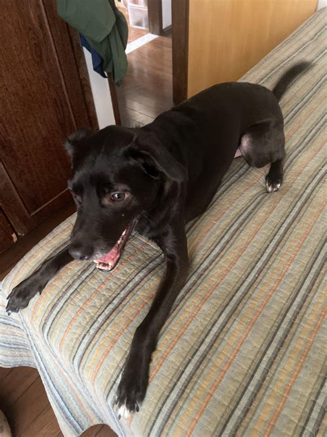 I don’t know my boy’s breed but was told that he looks like some lab ...