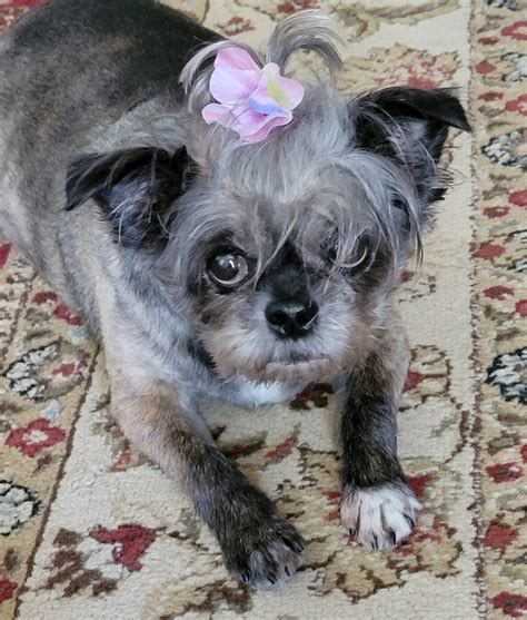 Nana Hairston - Oakey's Pet Funeral Home