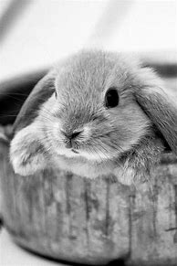 Image result for Adorable Baby Bunnies