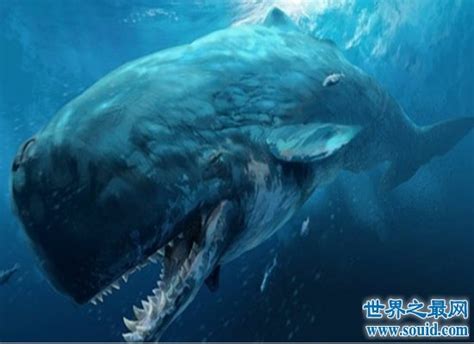 如果巨齿鲨遇上梅尔维尔鲸，狭路相逢谁能胜？_咬合