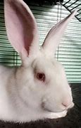 Image result for Albino Bunny