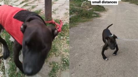 Limping dog tied to a pole, saved by animal rescue team | Trending