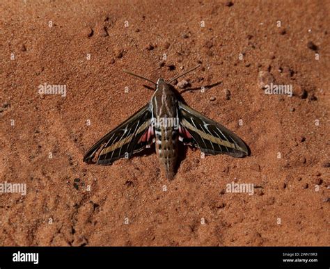 A White-lined Sphinx Moth (Hyles lineata) sitting the sandy ground of a ...