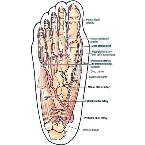 Dorsalis Pedis Artery An Overview ScienceDirect Topics, 55% OFF