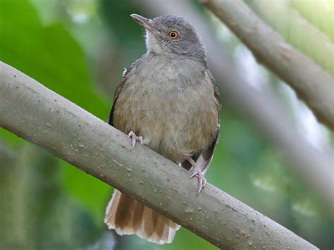 Grey-olive Greenbul - eBird