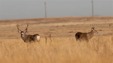 Mule Deer vs. Whitetail Deer: How to Tell Them Apart | Outdoor Life